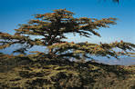 Exploring Troodos mountain you can find treasure which is kept there for centuries.