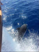 We hope to see dolphins in the wild in Cyprus